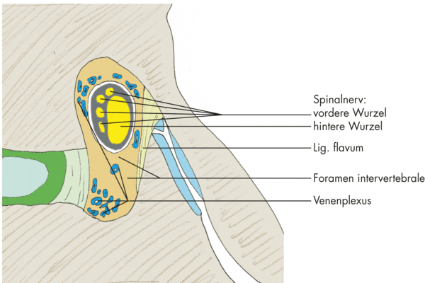 Abb. 4.4: Foramen intervertebrale mit Inhalt