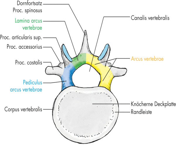 Abb. 4.1: Lendenwirbel