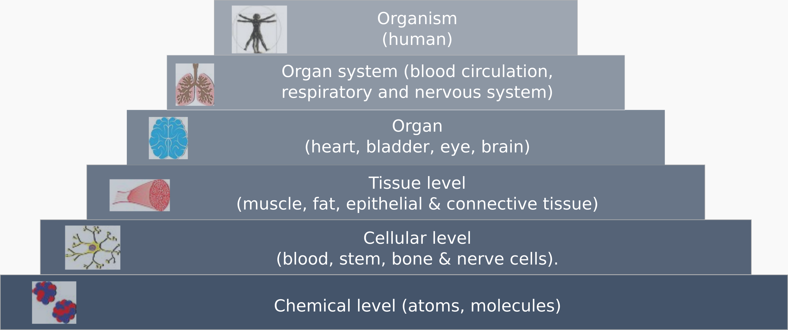 Hierarchy of structural levels of an organism